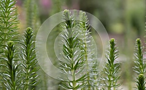 Mareâs-tail Hippuris vulgaris, plants in water photo